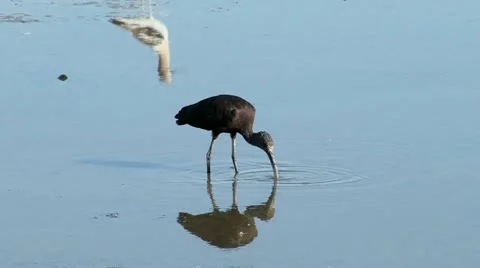 White faced Ibis Stock Footage 11845210