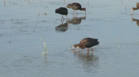 White-Faced Ibis Stock Footage 24862755