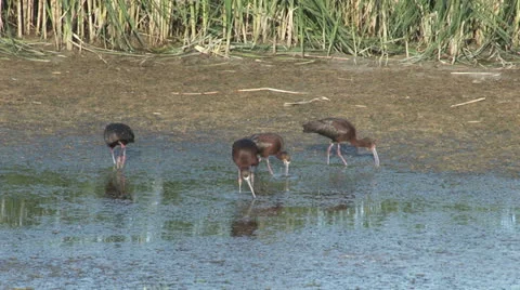 White-faced Ibis Stock Footage 24864659