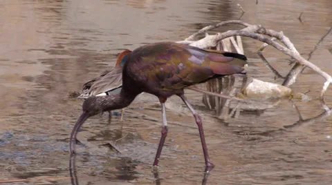 White-faced Ibis Stock Footage 35195234