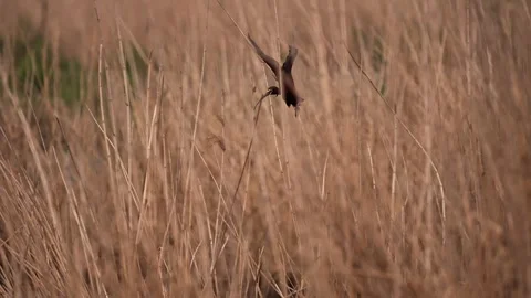 White Faced Ibis Perched on a Bunch of Reeds Stock-Footage 278241018