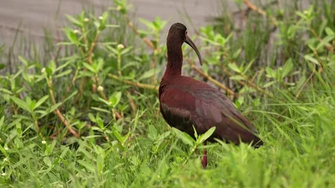 White Faced Ibis Standing Next to a Pond Stock-Footage 278241075