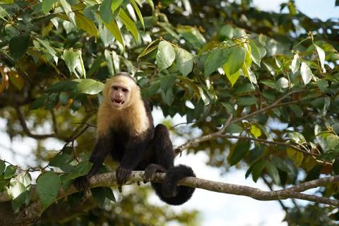 White faced monkey (Capuchin) Stock-Fotos