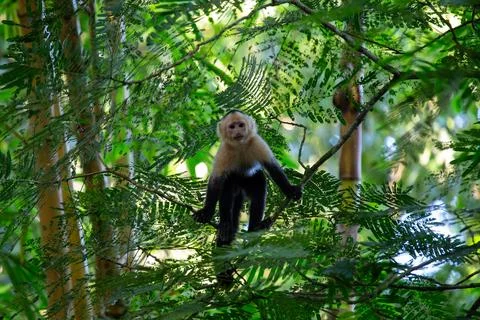 White-Faced Monkey (Cebus capucinus) Found in Central America Stock Photos
