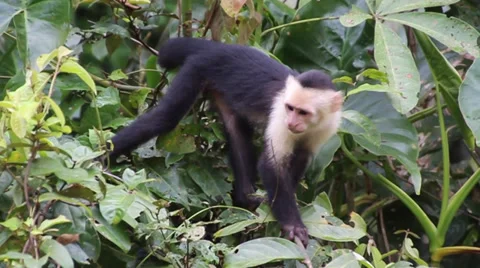 White faced monkey Stock Footage 27645909