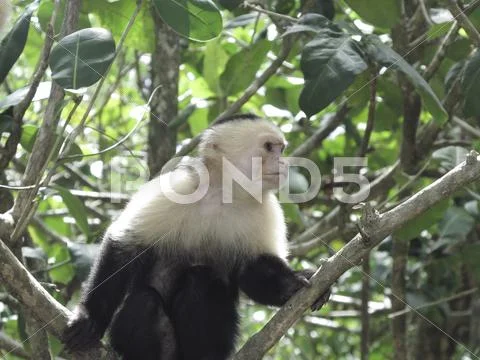 White faced monkey Stock Photos