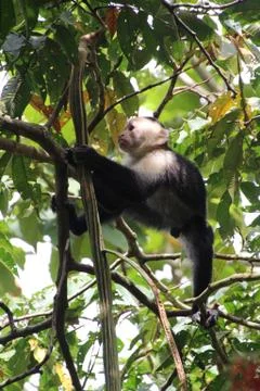 White faced monkey Stock Photos