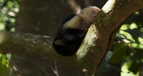 White Faced Monkey Sleeping On Branch Stock Footage 124103470