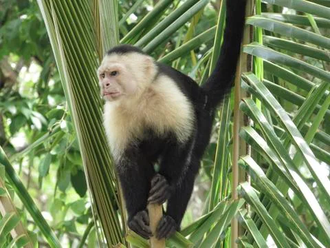 White faced monkey in a tree 写真素材