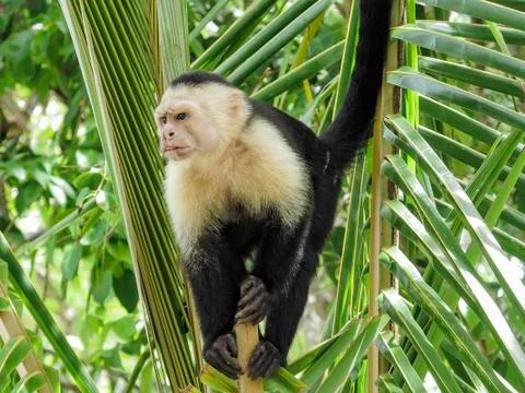 White faced monkey in a tree 写真素材