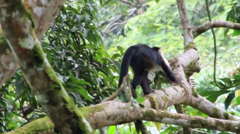 White faced monkey walking on a branch Stock Footage 27645153