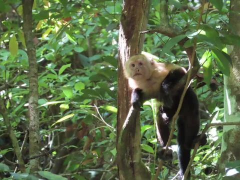 White faced monkeys 10 Stock Photos