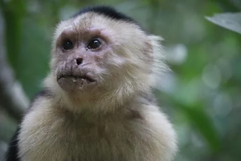 White faced monkeys 12 Stock Photos