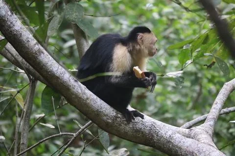 White faced monkeys 25 Stock Photos