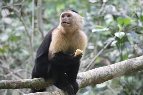 White faced monkeys 9 Foto stock