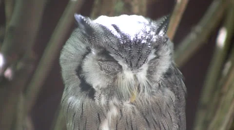 White-faced Owl medium closeup Stock Footage 27901055
