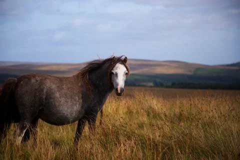 White faced pony  Stock Photos