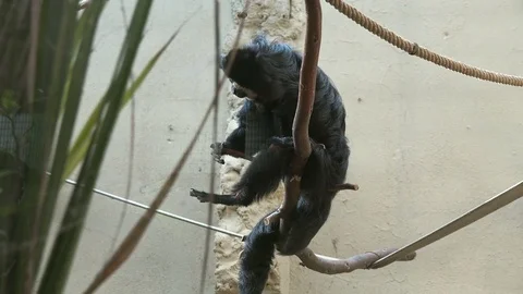 White-faced Saki Stock Footage 79703940