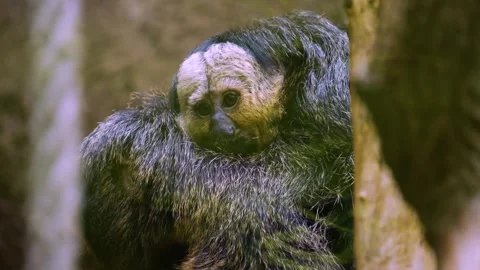 A white faced saki monkey and baby Stock Footage 277462705