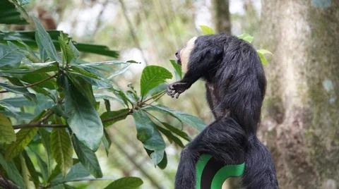 White-faced Saki monkey Flying monkey or Guianan Saki leaping Stock Photos