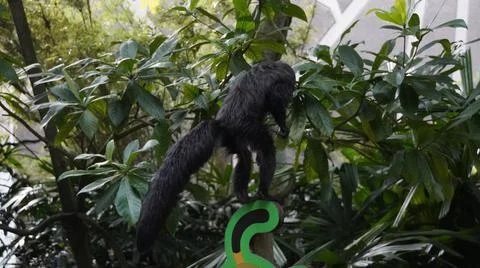 White-faced Saki monkey Flying monkey or Guianan Saki leaping Stock Photos