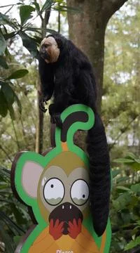 White-faced Saki monkey Flying monkey or Guianan Saki perching on a signboard Stock Photos