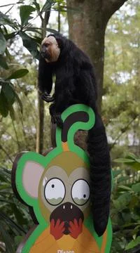 White-faced Saki monkey Flying monkey or Guianan Saki perching on a signboard Stock Photos