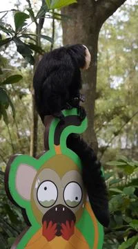 White-faced Saki monkey Flying monkey or Guianan Saki perching on a signboard Stock Photos