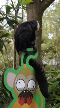 White-faced Saki monkey Flying monkey or Guianan Saki perching on a signboard Stock Photos
