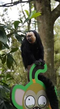 White-faced Saki monkey Flying monkey or Guianan Saki perching on a signboard Stock Photos