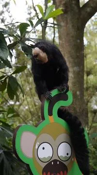 White-faced Saki monkey Flying monkey or Guianan Saki perching on a signboard Stock Photos