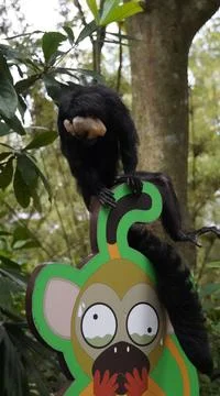White-faced Saki monkey Flying monkey or Guianan Saki perching on a signboard Stock Photos