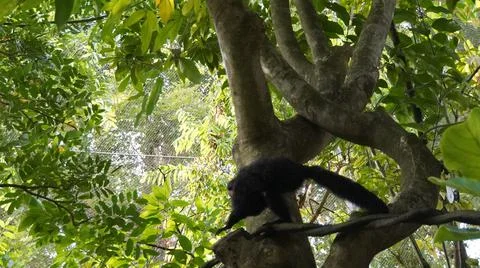 White-faced Saki monkey Flying monkey or Guianan Saki perching on branch. Stock Photos