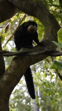 White-faced Saki monkey Flying monkey or Guianan Saki perching on tree branch. Stock Photos