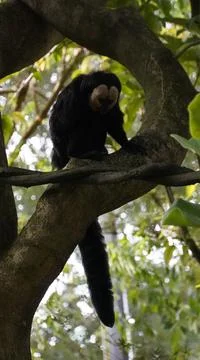 White-faced Saki monkey Flying monkey or Guianan Saki perching on tree branch Stock Photos