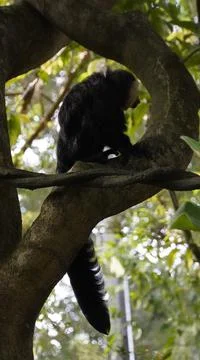 White-faced Saki monkey Flying monkey or Guianan Saki perching on tree branch Stock Photos