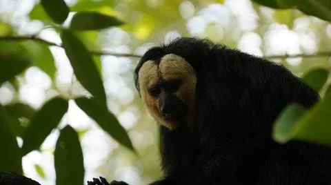 White-faced Saki monkey Flying monkey perching on tree branch behind leaves Stock Photos