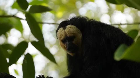 White-faced Saki monkey Flying monkey perching on tree branch behind leaves. Stock Photos