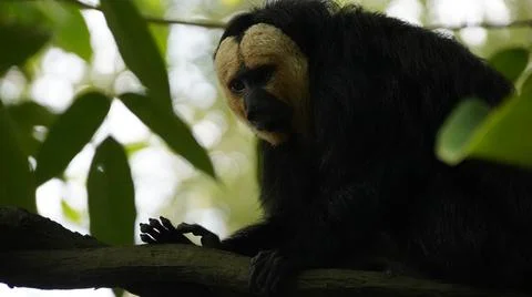 White-faced Saki monkey Flying monkey perching on tree branch behind leaves Stock Photos