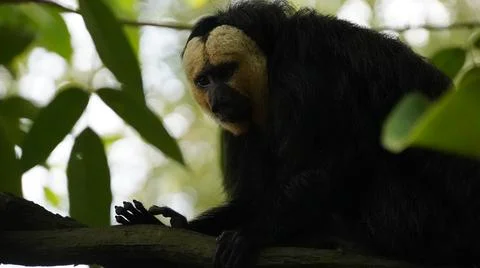 White-faced Saki monkey Flying monkey perching on tree branch behind leaves Stock Photos