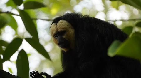 White-faced Saki monkey Flying monkey perching on tree branch behind leaves Stock Photos