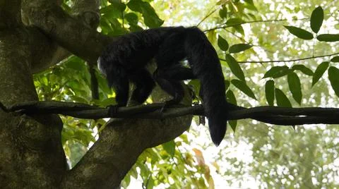 White-faced Saki monkey Flying monkey or Guianan Saki moving on tree branch Stock Photos