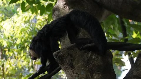White-faced Saki monkey Flying monkey or Guianan Saki moving on tree branch Stock Photos