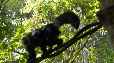 White-faced Saki monkey Flying monkey or Guianan Saki moving on tree branch Stock Photos