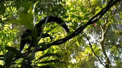 White-faced Saki monkey Flying monkey or Guianan Saki moving on tree branch Stock Photos