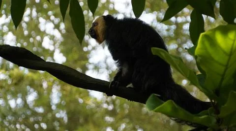 White-faced Saki monkey Flying monkey or Guianan Saki moving on tree branch. Stock Photos