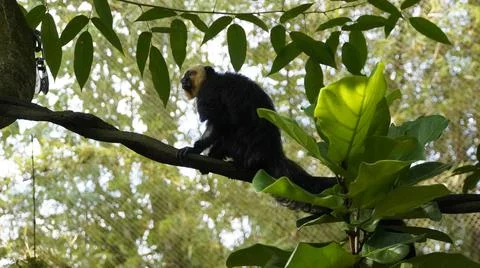White-faced Saki monkey Flying monkey or Guianan Saki moving on tree branch Stock Photos