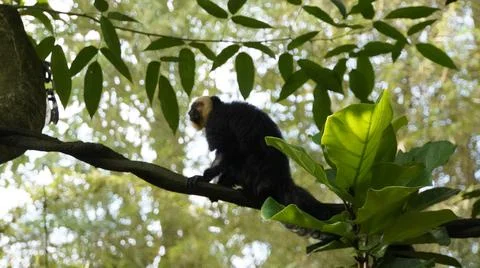White-faced Saki monkey Flying monkey or Guianan Saki moving on tree branch. Stock Photos