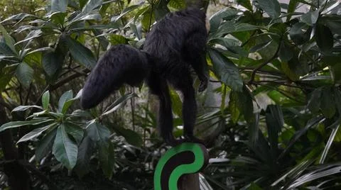 White-faced Saki monkey Flying monkey or Guianan Saki leaping on a signboard Stock Photos