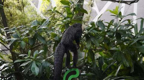 White-faced Saki monkey Flying monkey or Guianan Saki leaping on a signboard Stock Photos